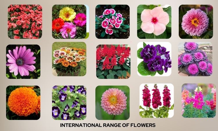 flower park in nashik